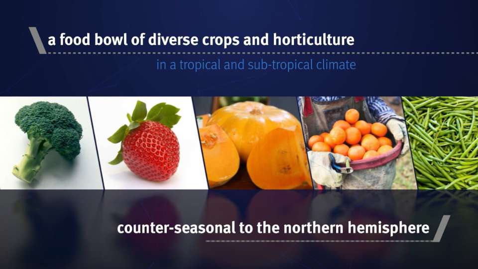 Client testimonials 24 Thumbnail that shows colour contrast between colourful fruit and veges