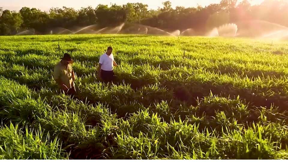 Case study video production 1 2 farmers walking through crops