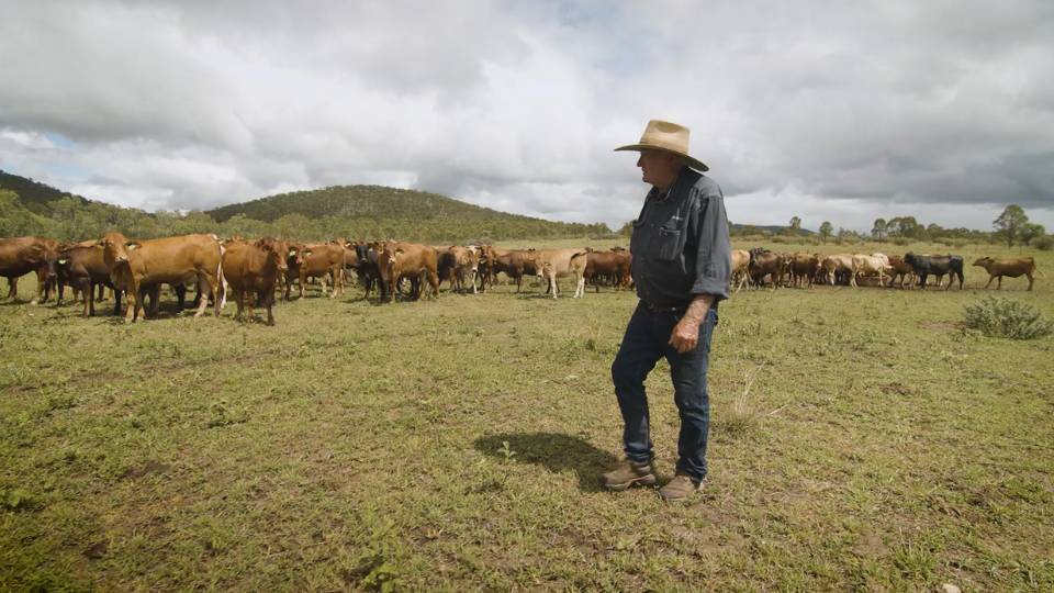 Client testimonials 25 Farmer walking in front of cow herd